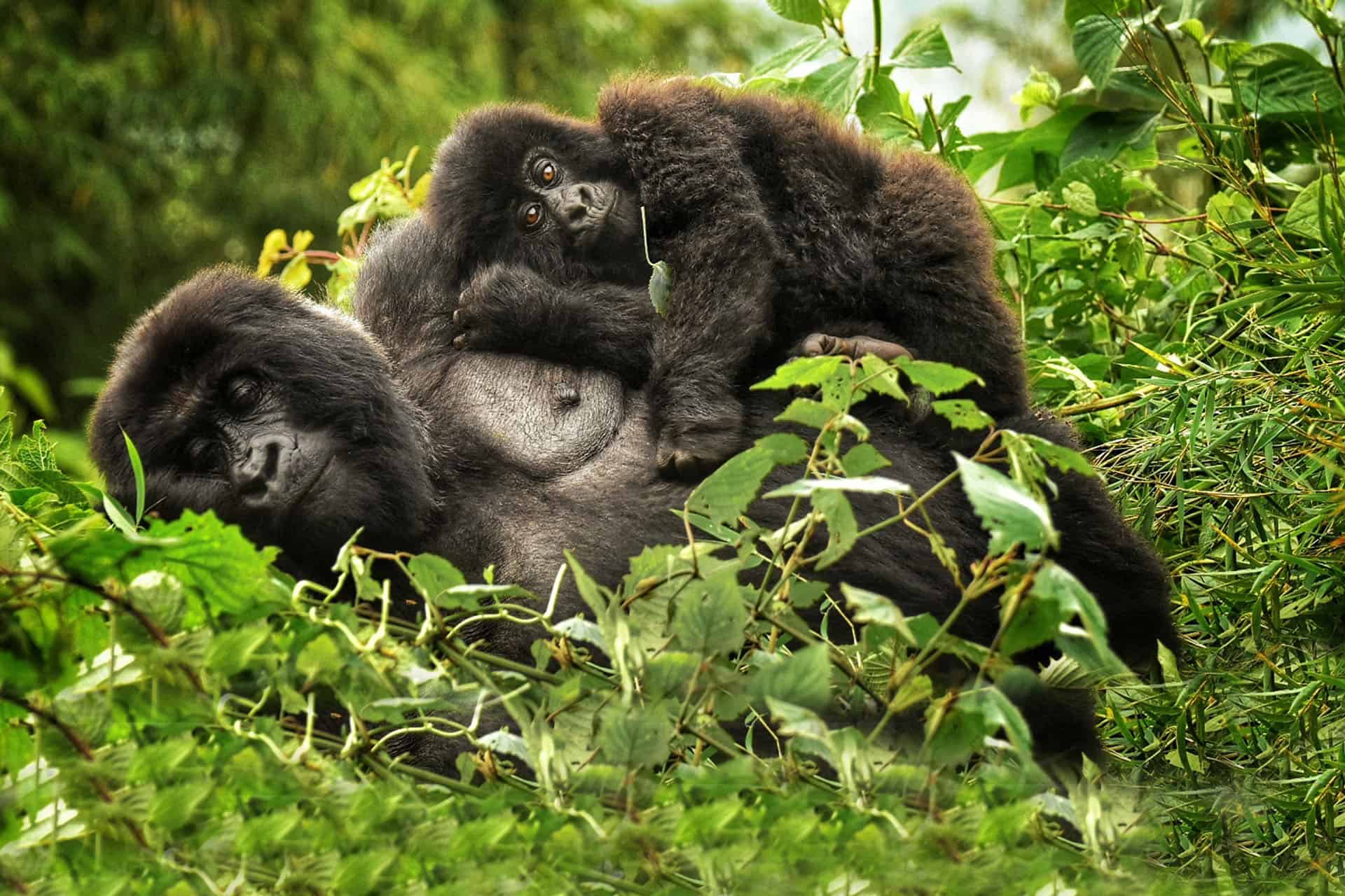 Mountain Gorilla in Rwanda
