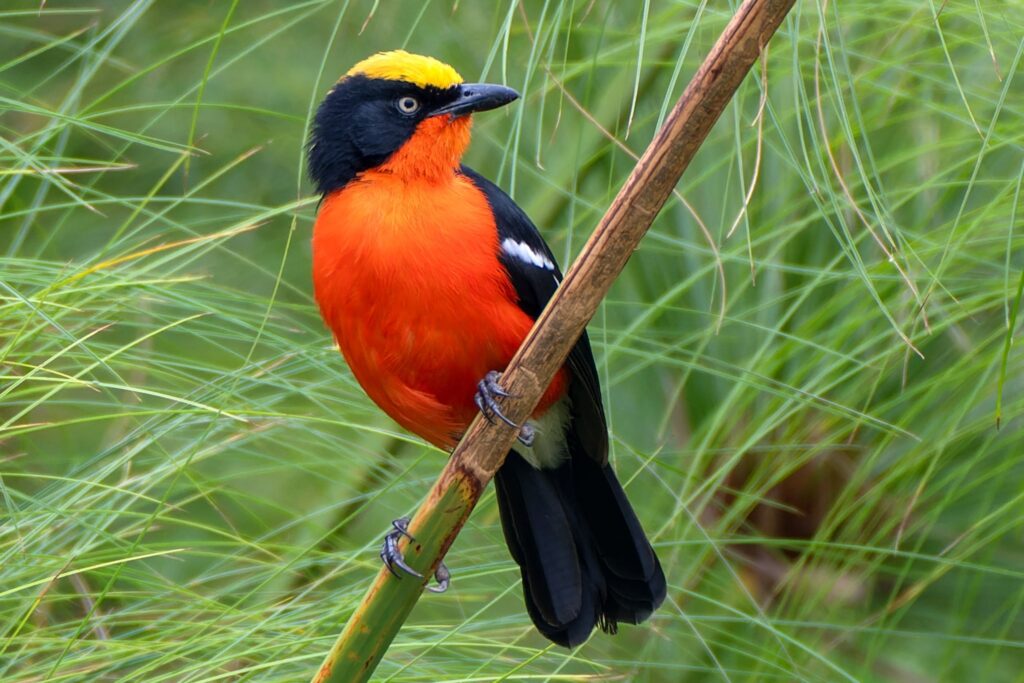 papyrus gonolek in Rwanda