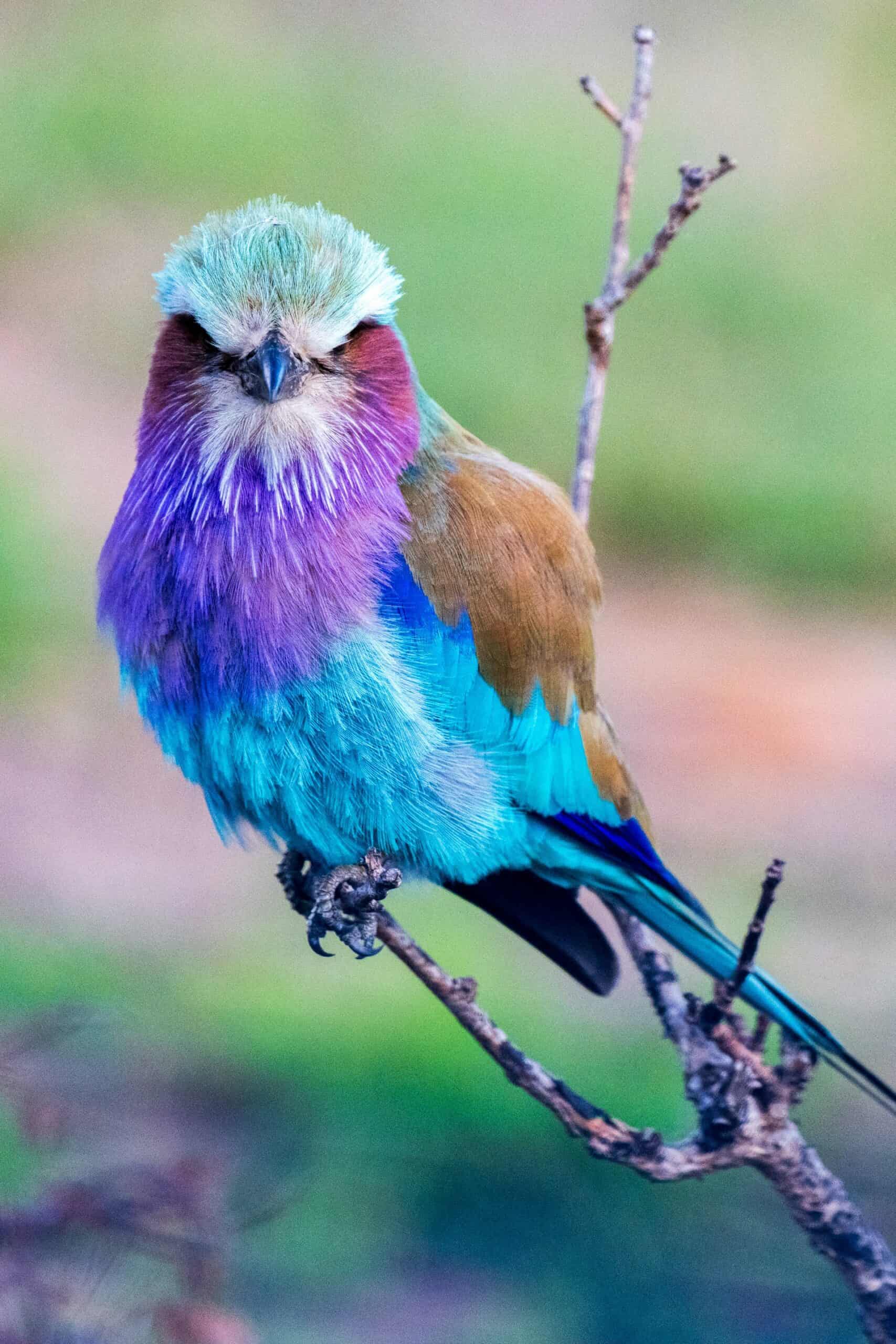 lilac-breasted rollers in Uganda