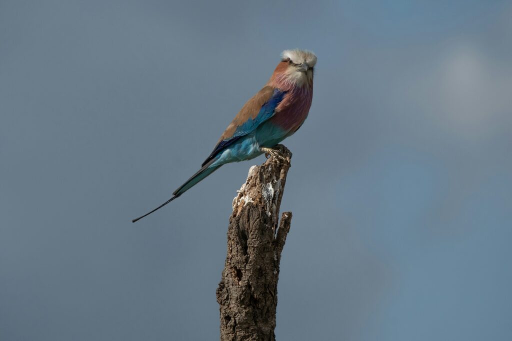 lilac-breasted rollers resting on a tree in Uganda
