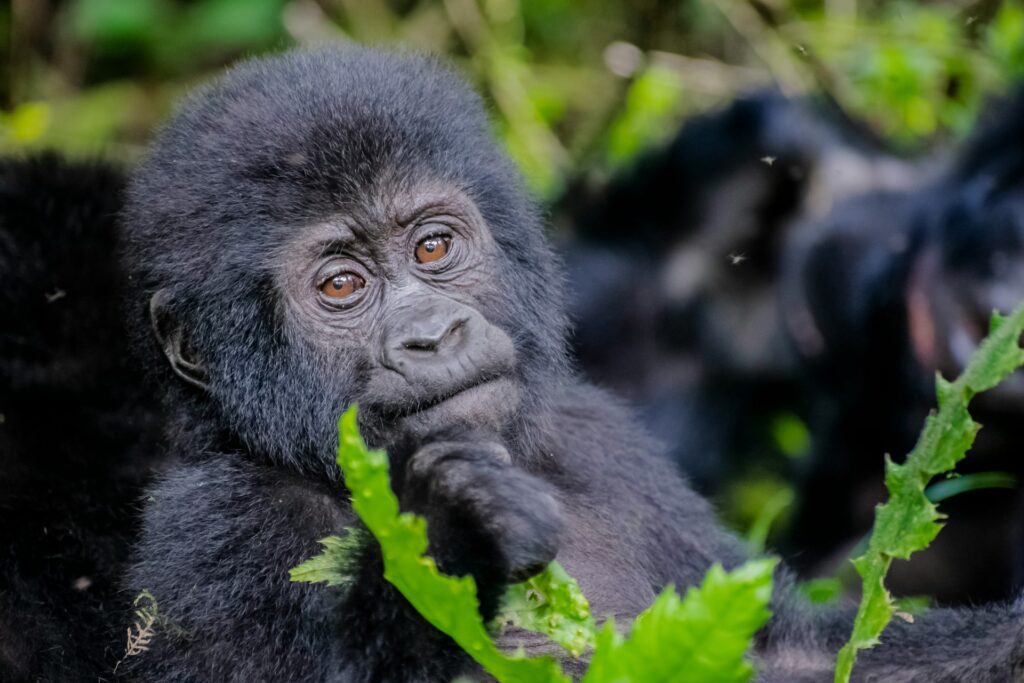 Mountain Gorilla in Uganda