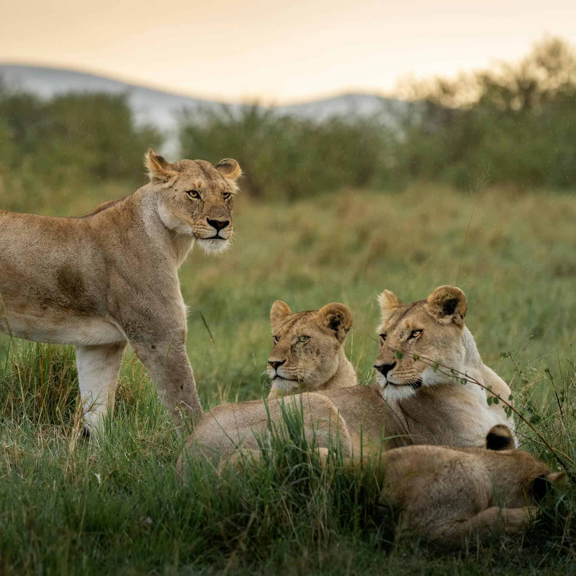 Lions resting in the Serengeti