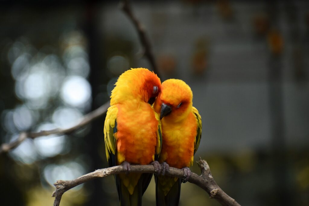Yellow-collared lovebirds in Tanzania