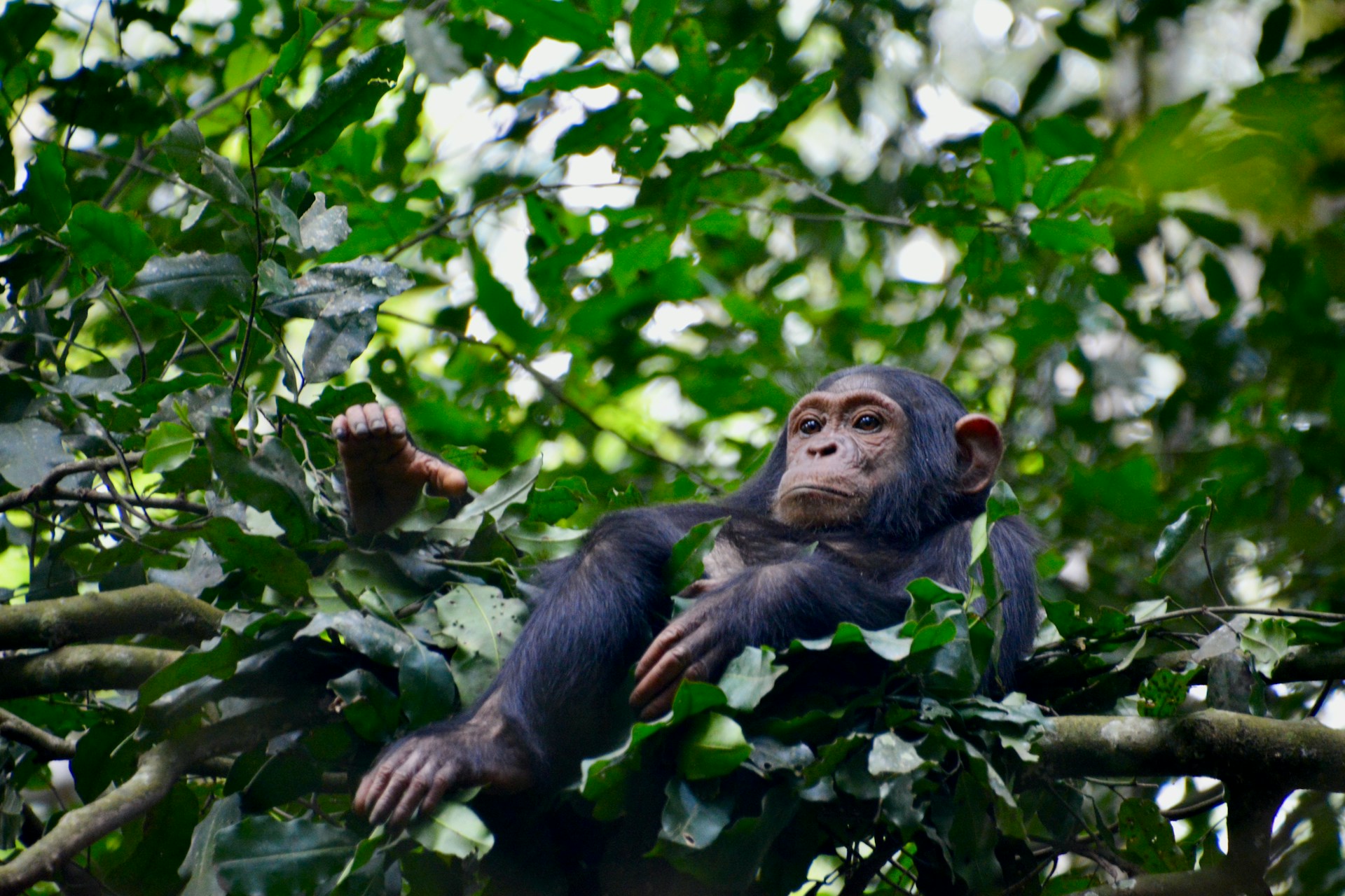 Chimpanzee resting on tree branches