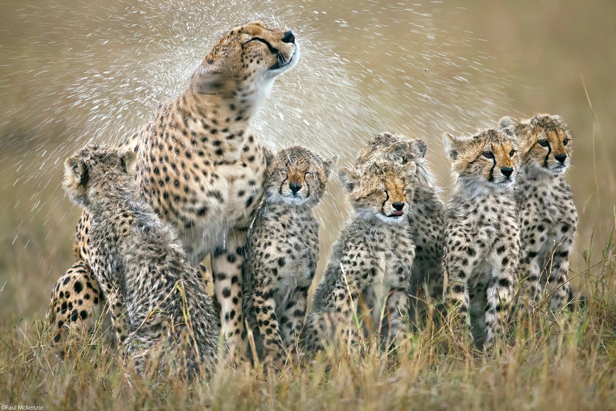 Kenya Safaris — Masai Mara, Amboseli, Samburu