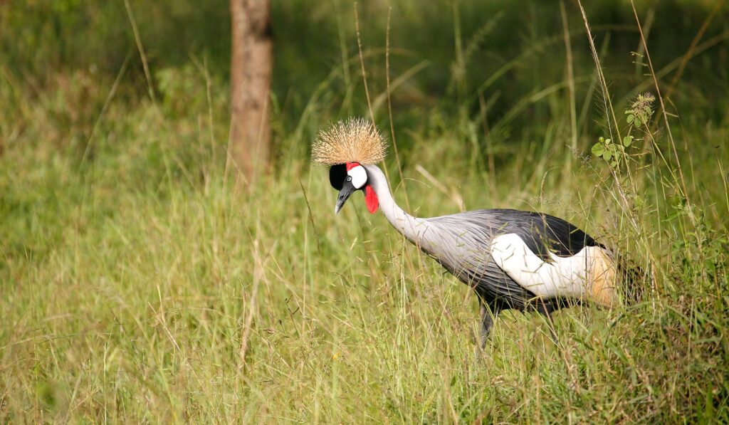 Uganda Safaris — Bwindi Gorilla Trekking, Queen Elizabeth NP