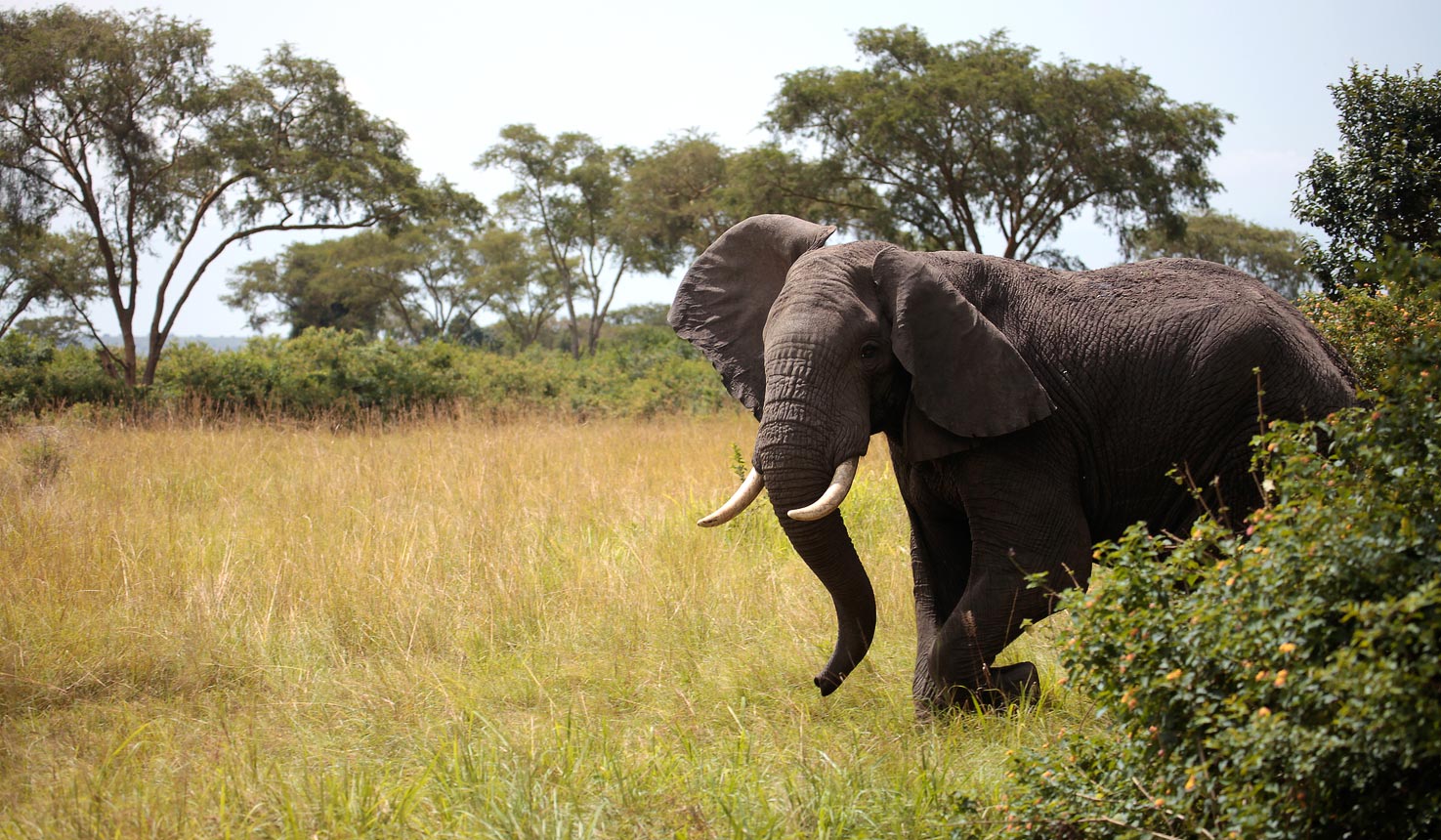Spot the African Elephant at Queen Elizabeth National Park in Uganda