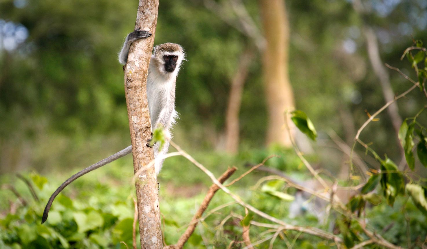 Uganda Safaris That Give Back