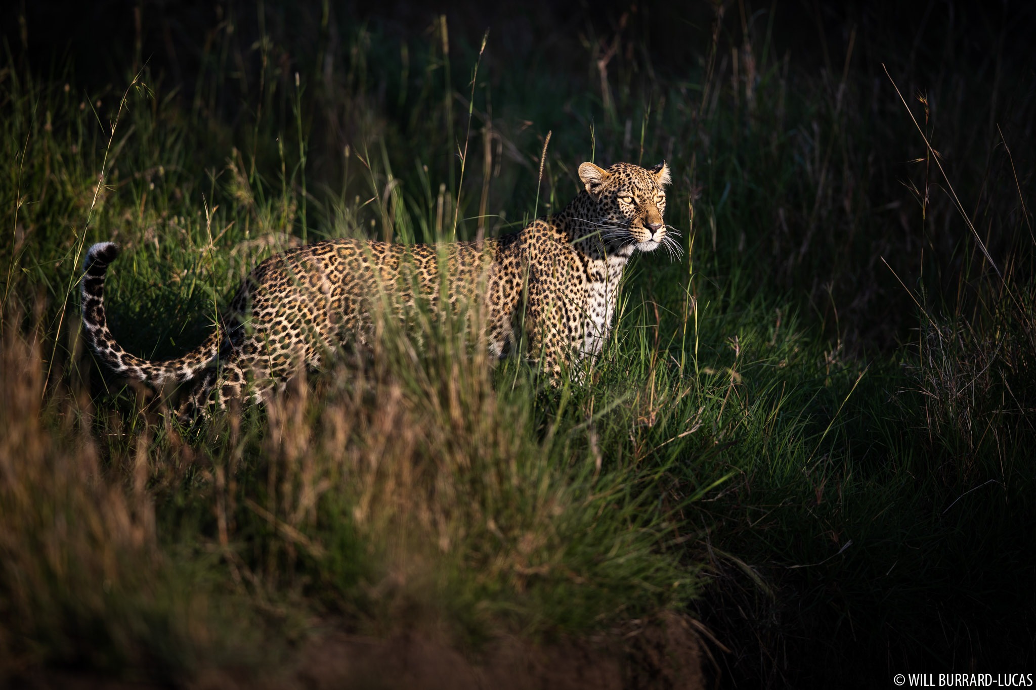 The Best Kenya Safaris