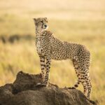 The Cheetah: Africa’s Fastest Hunter and Why It’s Losing