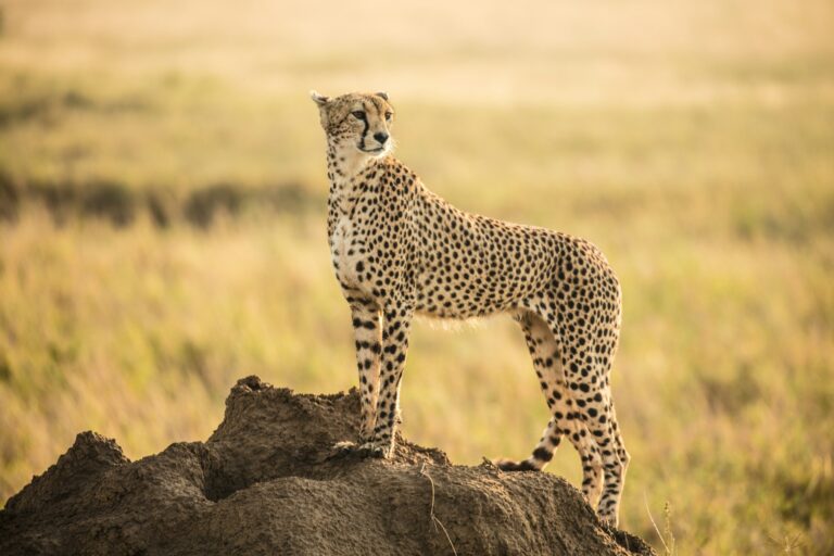 The Cheetah: Africa’s Fastest Hunter and Why It’s Losing