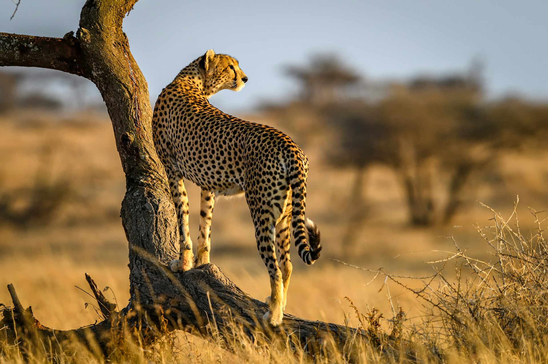 Cheetah standing on a mould looking for prey