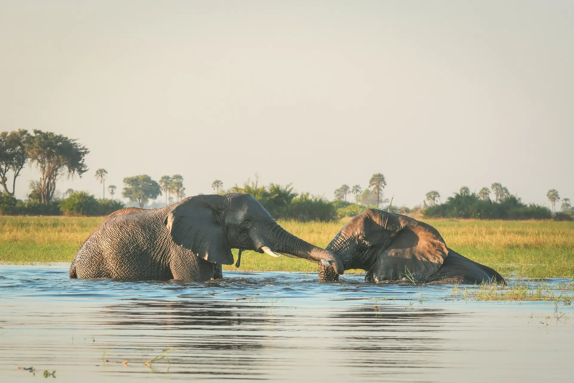 On our African Wildlife Safaris, you'll get up-close encounters with Africa's iconic wildlife including the African elephants