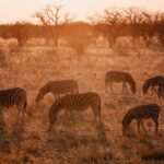 When to Go on Safari in Kenya