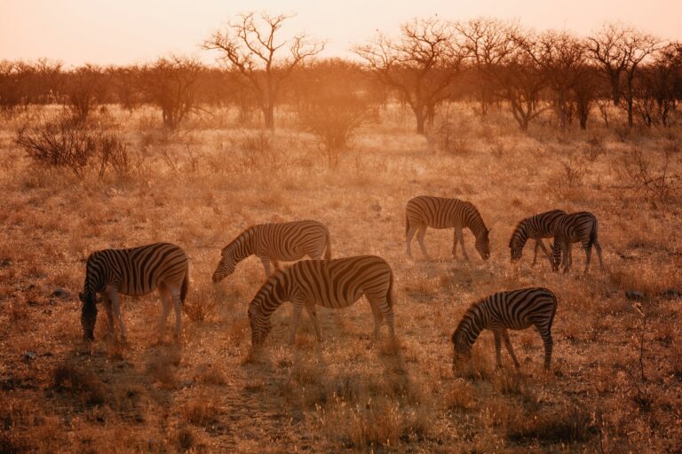 When to Go on Safari in Kenya