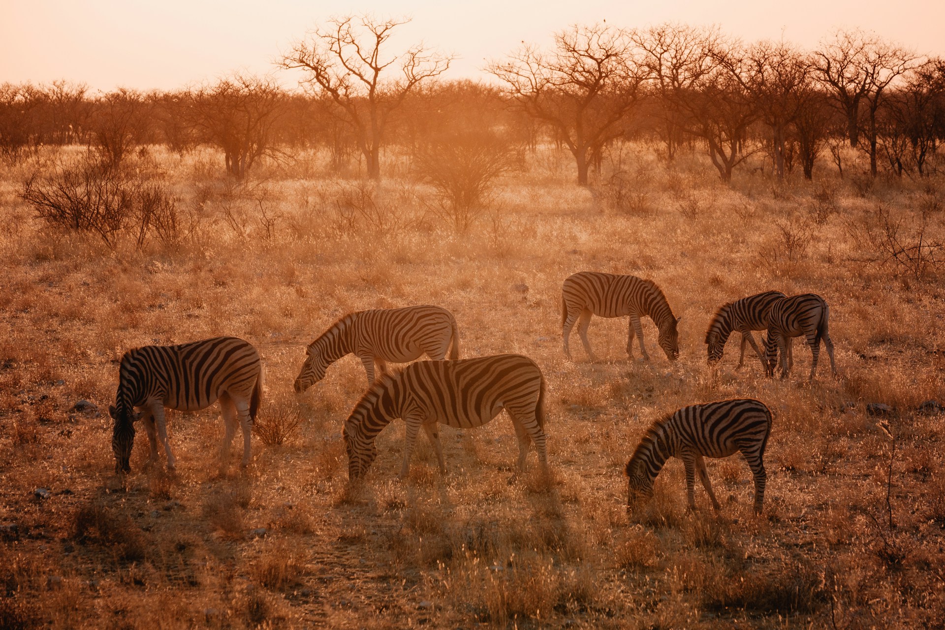Zebras grazing on the Masai Mara plains on a safari in Kenya at sunrise during Kenya's dry season
